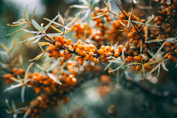 Sea Buckthorn: The Superfruit of the Modern Era in the Digital Marketing Age - Health Organizer Store