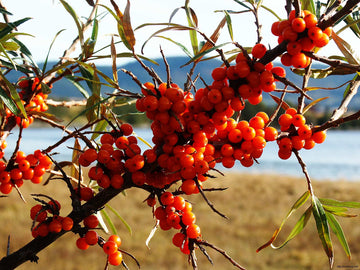 "The Ultimate Guide to Sea buckthorn: Benefits, Uses, and Where to Buy" - Health Organizer Store