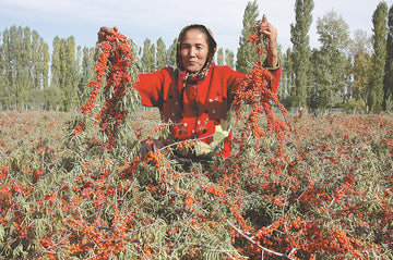 Unlock Radiant Health with Sea Buckthorn - Health Organizer Store