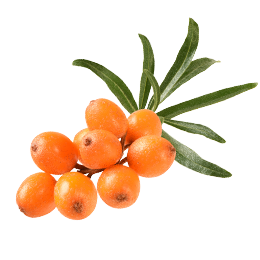 Sea Buckthorn Products