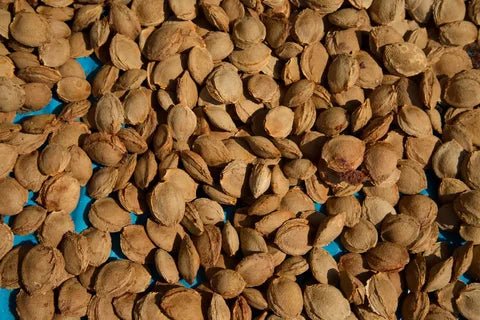 Apricot Kernels - Health Organizer Store