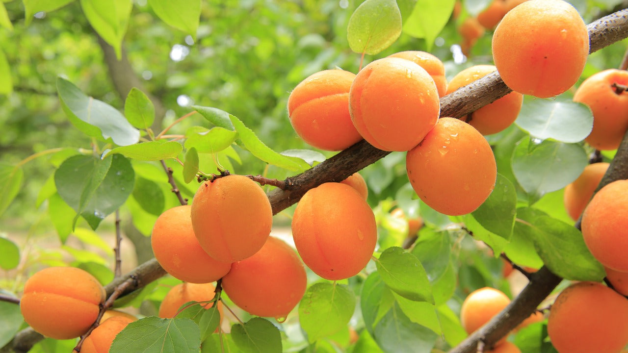 Apricot Jam