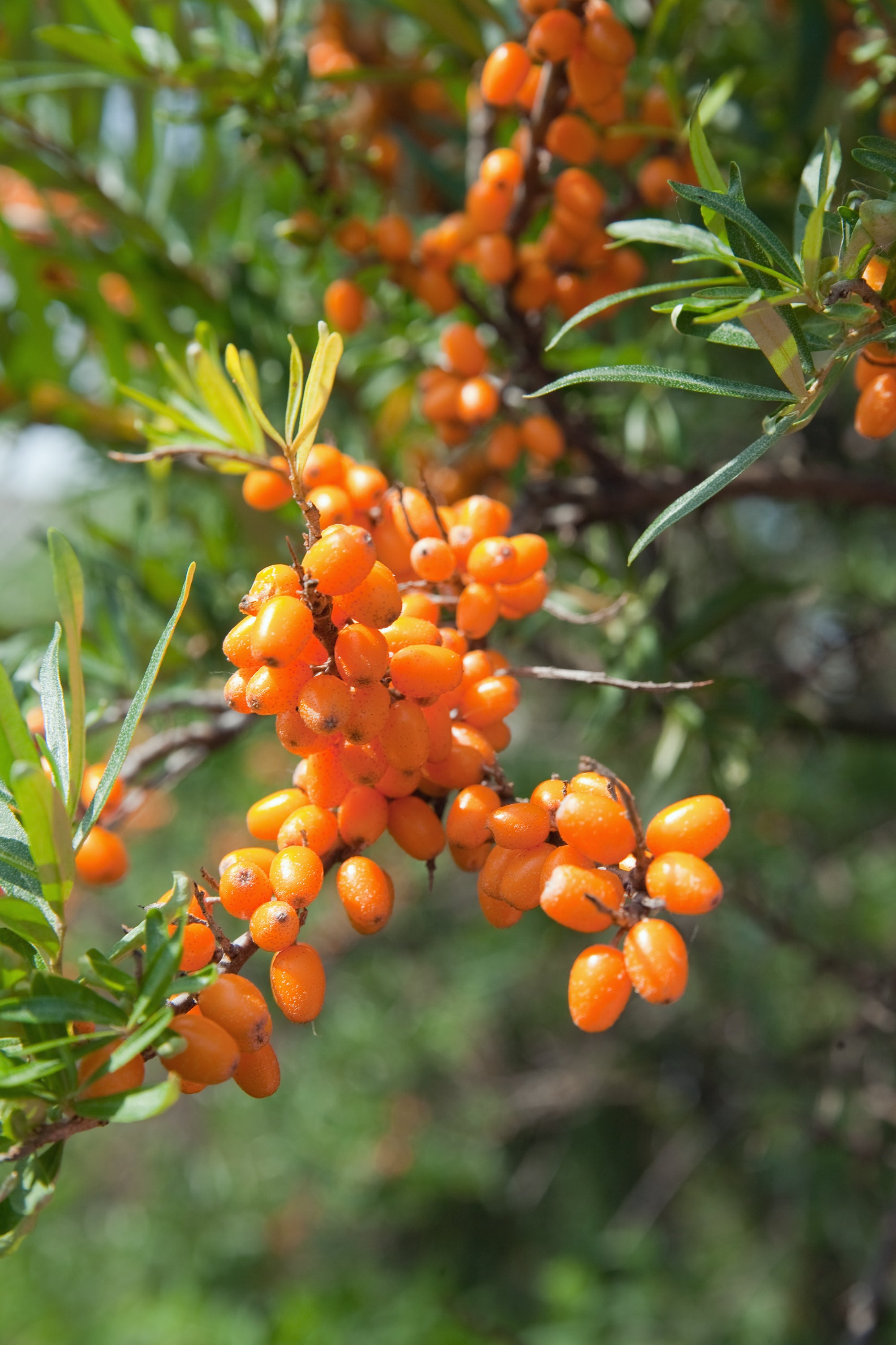 Sea buckthorn 