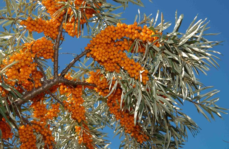 Sea Buckthorn Pulp