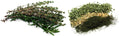 Tumuru Tea (Baltistani Green Tea) - Health Organizer Store